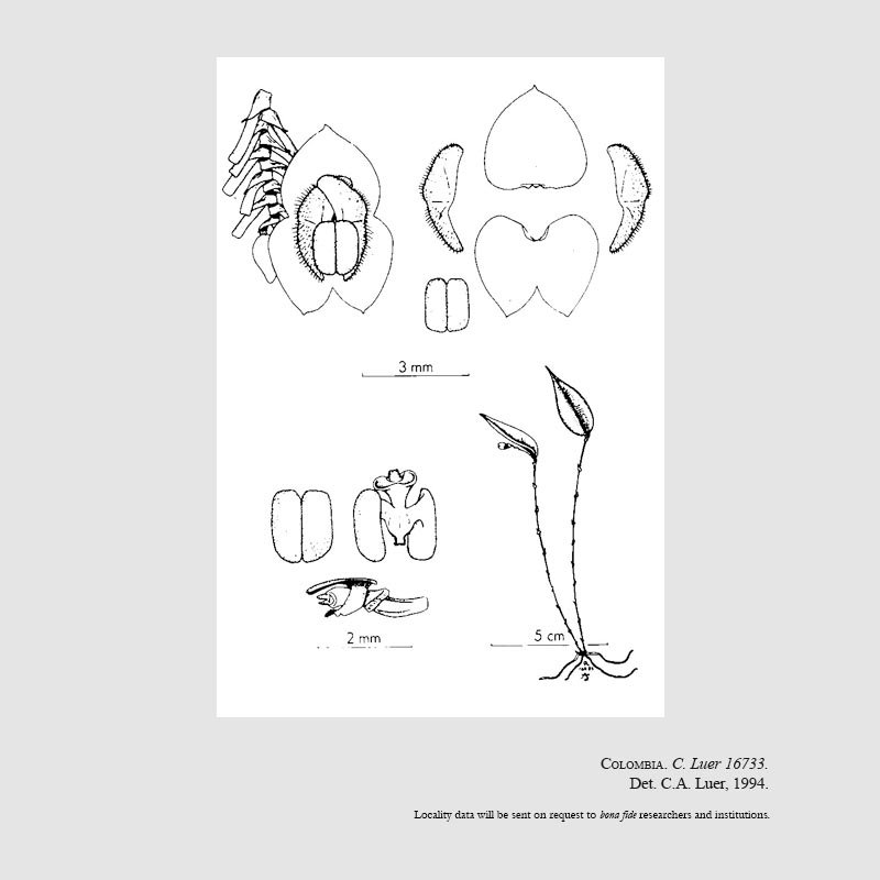 Lepanthes caesariata